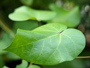 Close-up of green leaf