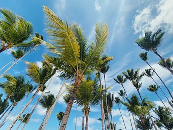 Low angle view of coconut palm trees against sky