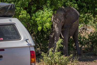 Elephant and car by trees in forest