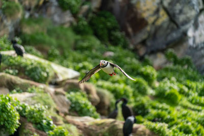 Close-up of puffin flying outdoors