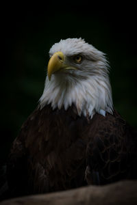 Close-up of bald eagle against black background