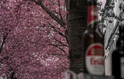 Close-up of red bottles