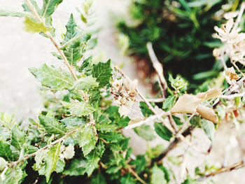 Close-up of green plant