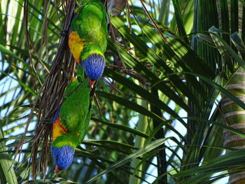 View of parrot perching on tree