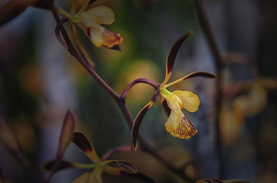 Close-up of yellow flowering plant