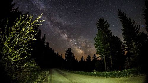 Trees against sky at night