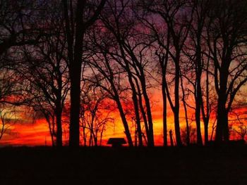 Silhouette of trees at sunset