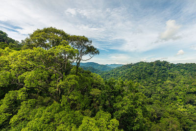 Scenic view of forest against sky