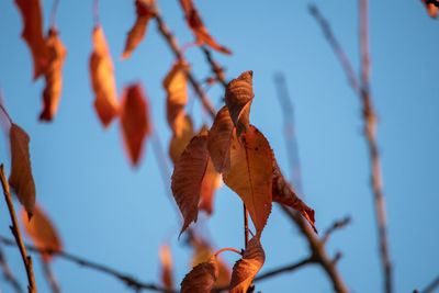 Low angle view of dried leaves on branch against sky