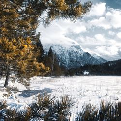 Pine trees on snowcapped mountains against sky
