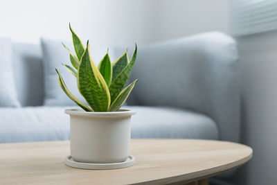 Decorative sansevieria plant on wooden table in living room. sansevieria trifasciata prain.