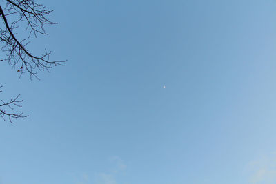 Low angle view of trees against clear blue sky