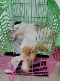 High angle view of cat sleeping in basket