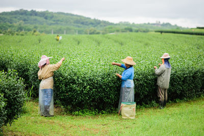 Full length of farmers working in farm