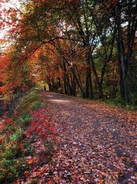 Sunlight falling on footpath during autumn