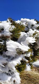 Scenic view of snow covered plants against sky