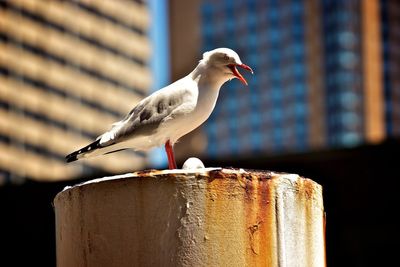 Low angle view of seagull perching on metallic bollard