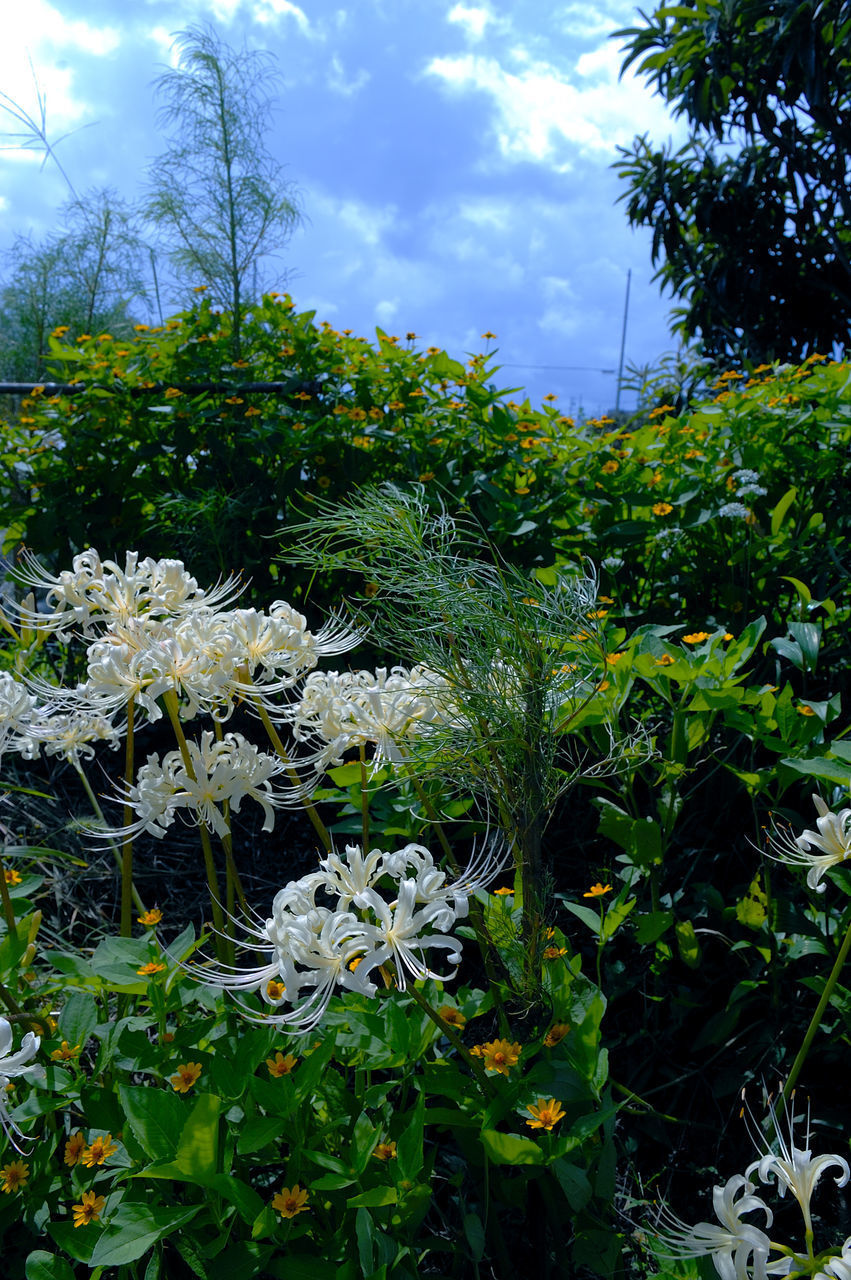 CLOSE-UP OF FLOWERING PLANTS ON FIELD