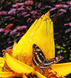 Close-up of butterfly on leaf