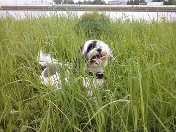 Close-up of dog in grass