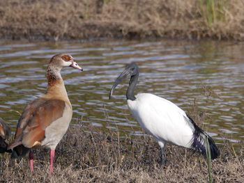 Close-up of birds in water