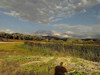 Scenic view of grassy field against sky