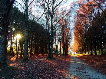 Road amidst trees against sky during sunset
