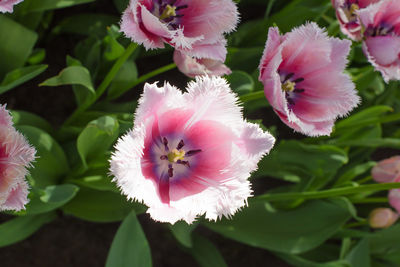 Close-up of pink flowers