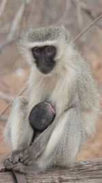 Close-up of monkey sitting outdoors