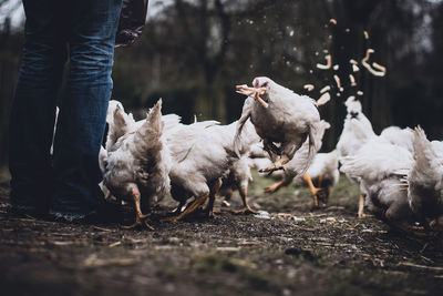Group of sheep on landscape