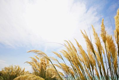 Low angle view of grass  against sky