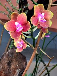 Close-up of pink flowers