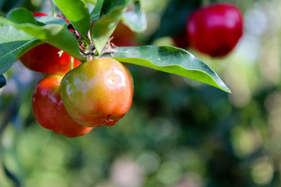 Close-up of berry fruits on tree