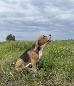 Dog on grassy field
