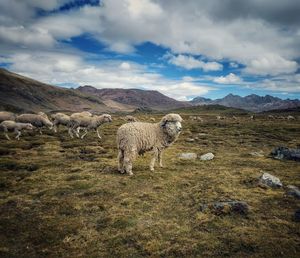 Sheep in the deep mountains of peru