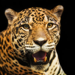 Close-up portrait of a tiger