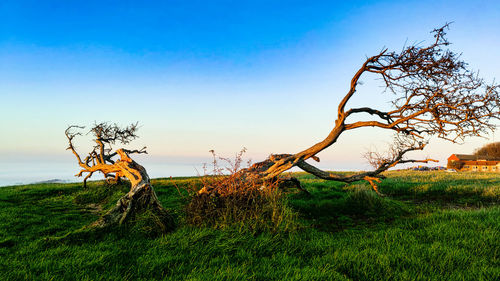 Bare tree on field against clear sky