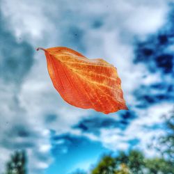 Close-up of water drops on autumn leaf against sky