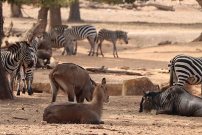 Zebras on field