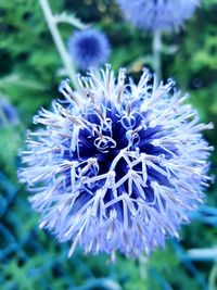 Close-up of purple flowering plant