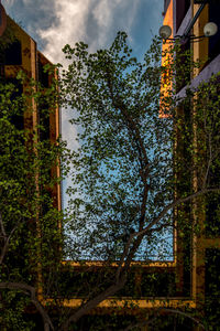 Low angle view of trees against sky