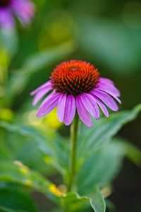 Close-up of purple flower