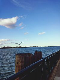 Seagull flying over sea