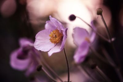 Close-up of purple flowering plant