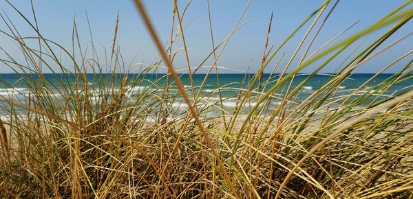 Plants growing on beach against clear sky