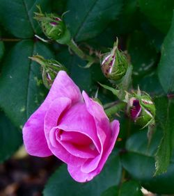 Close-up of pink rose