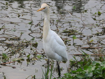 High angle view of swan on lake
