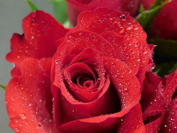 Close-up of wet red rose