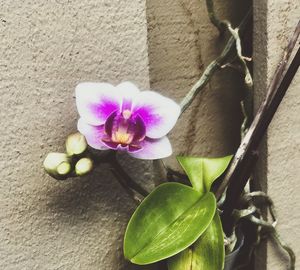 Close-up of flowers blooming outdoors