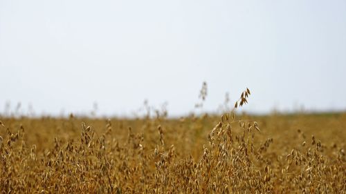 View of stalks in field against clear sky